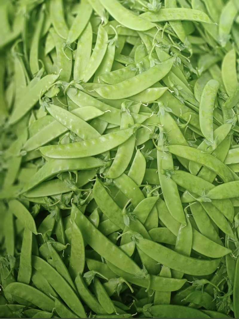 最近荷兰豆价格下降有需要的老板可以联系了一级货源全年供应