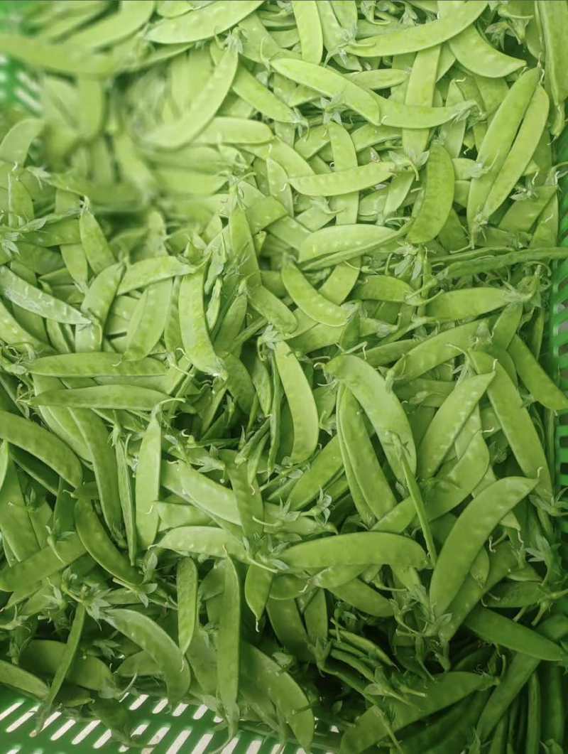 最近荷兰豆价格下降有需要的老板可以联系了一级货源全年供应