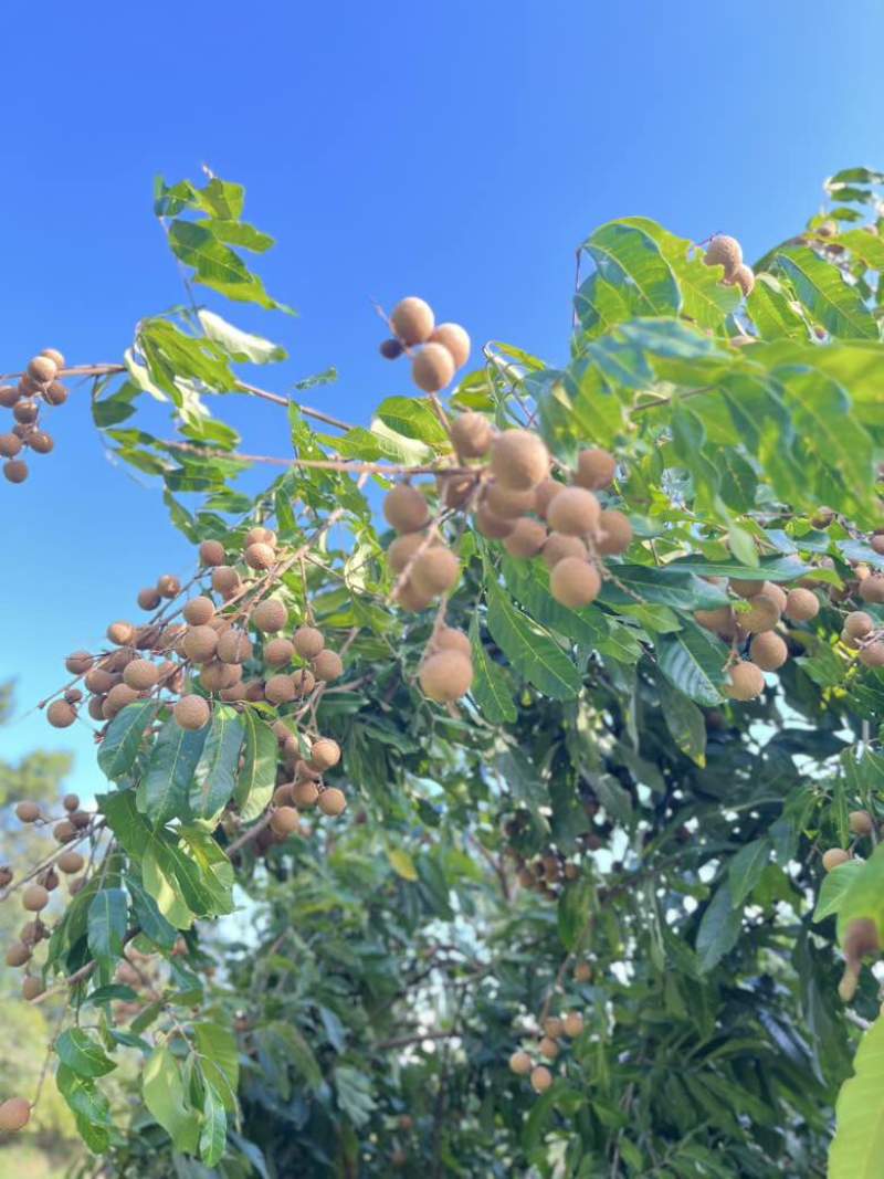 桂圆