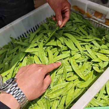 最近降价一级货源各种品质全年供应