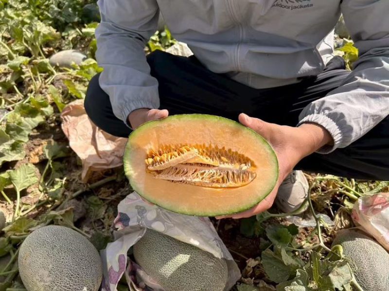 【推荐】哈蜜瓜。海南蜜瓜产地直发规格货源充足