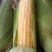 太阳花玉米