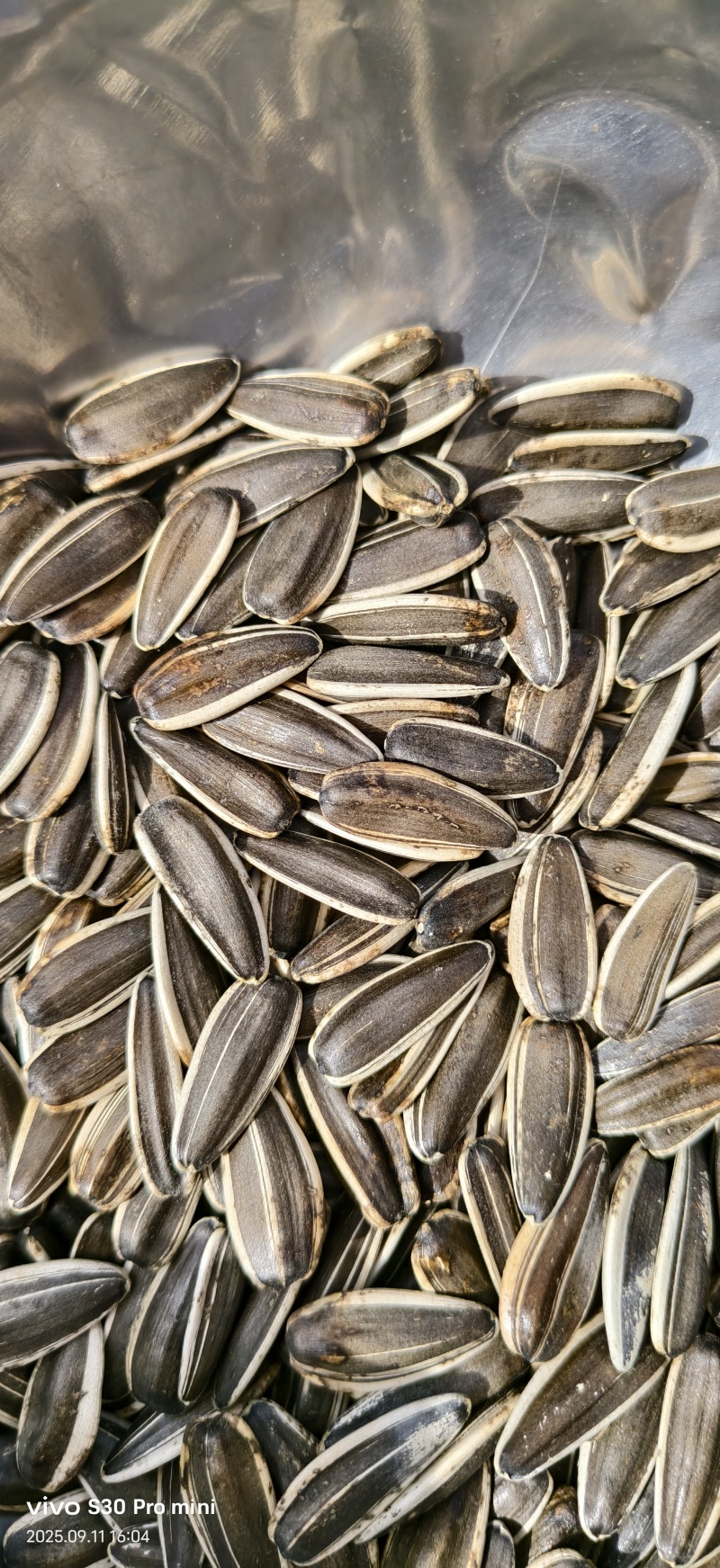 瓜子品种有同辉20，同庆6号，361