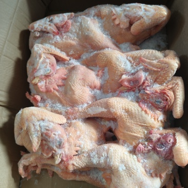 一级公鸡