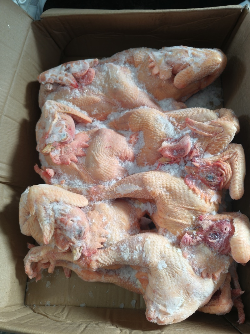 一级公鸡