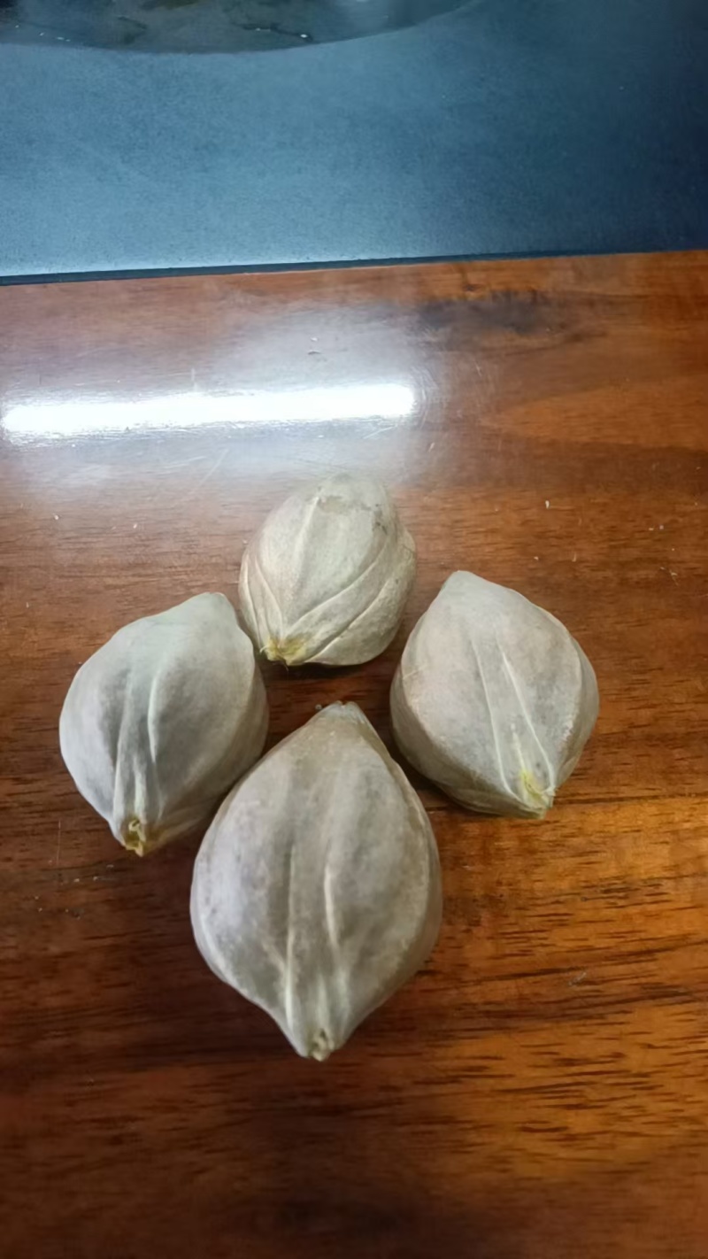 工艺榄增城2号
