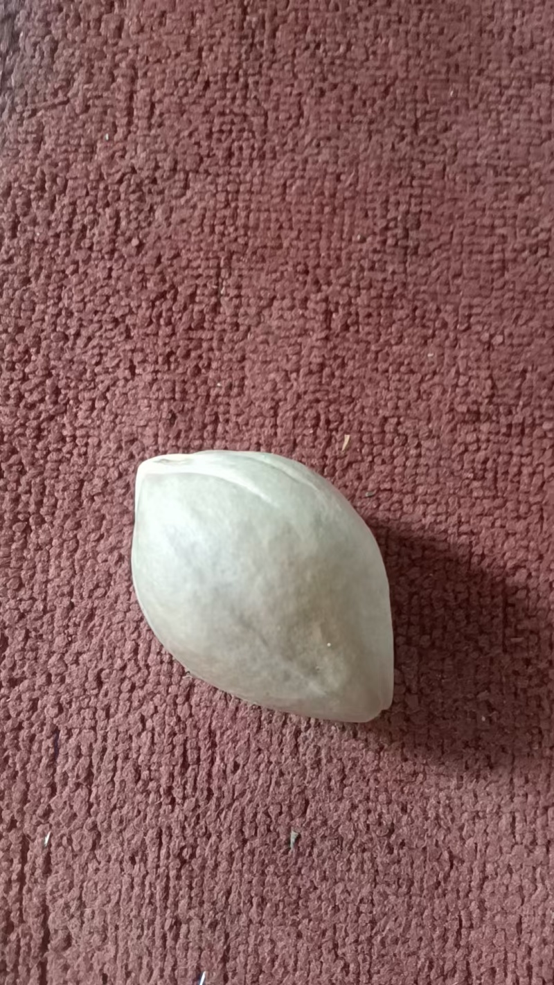 工艺榄增城2号