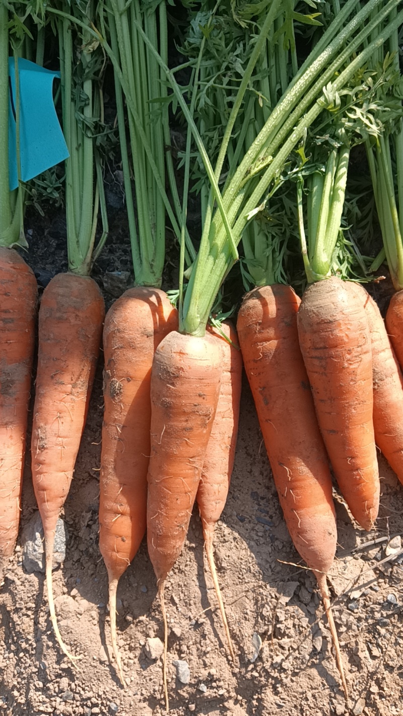胡萝卜供应全国