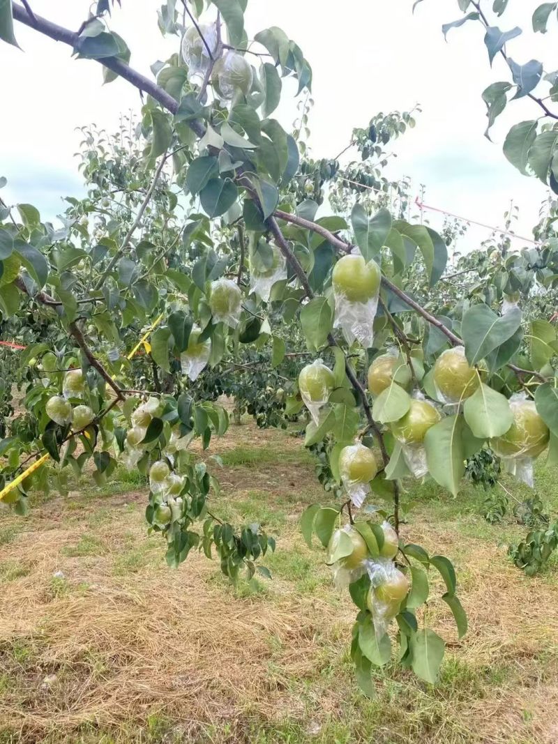 隰县玉露香梨对接各大商超市场代收代发诚信经营