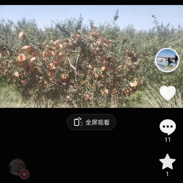 宁夏中卫南山台红富士苹果