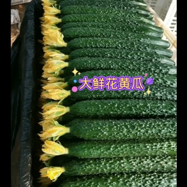 精品鲜花黄瓜