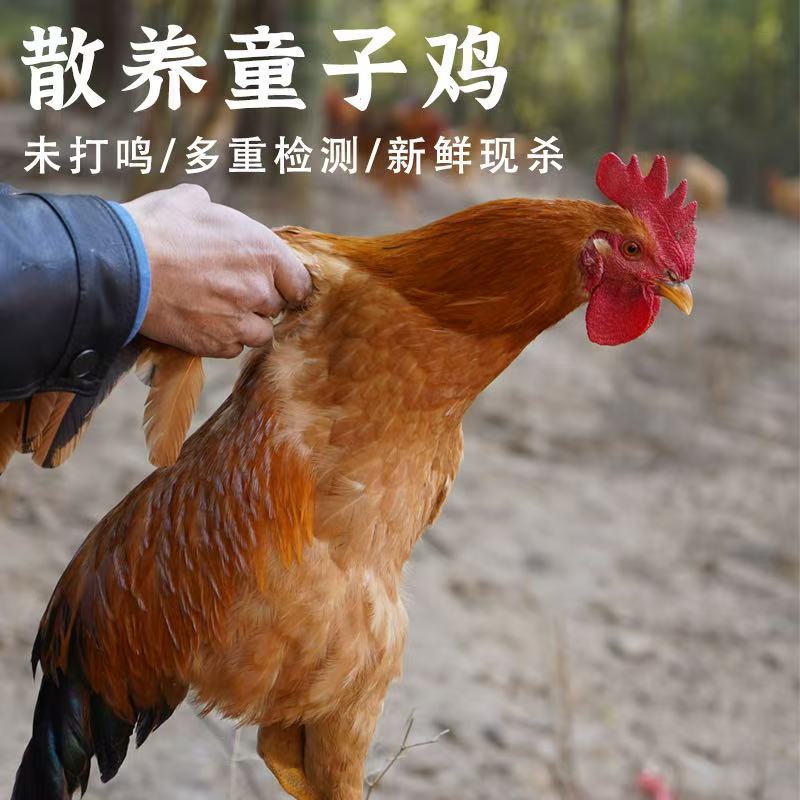 鸡