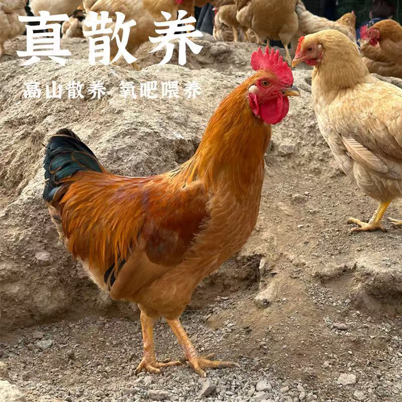 鸡