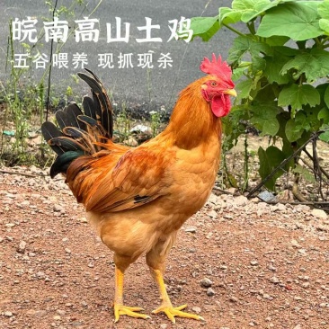 鸡