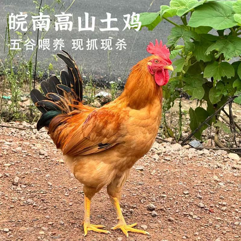 鸡