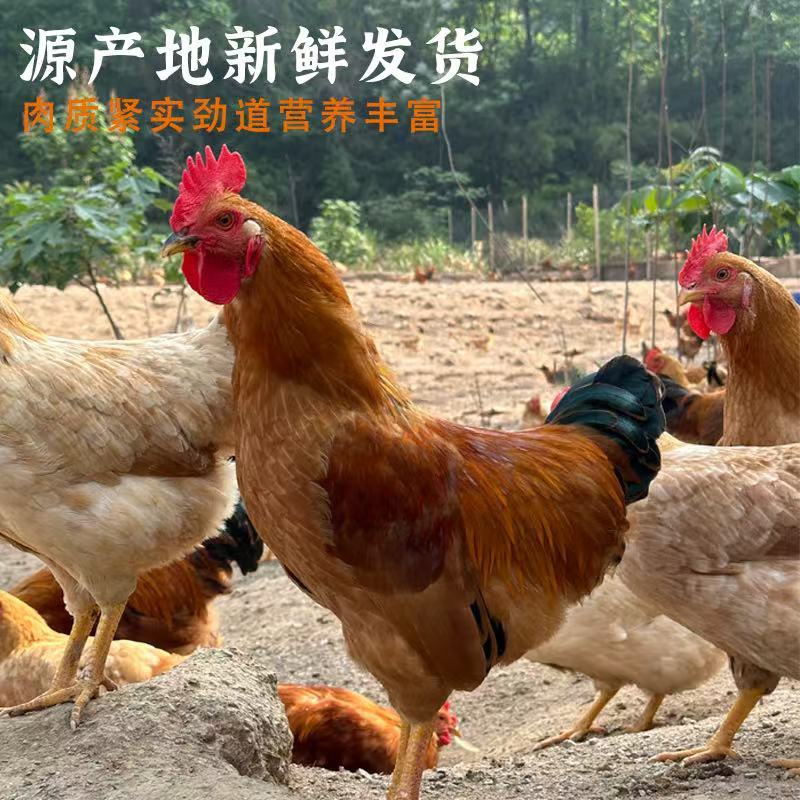 鸡