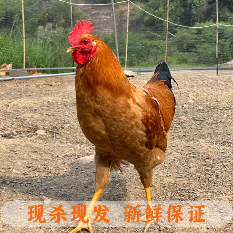 鸡