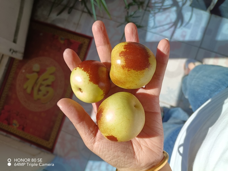 黄骅聚管古贡冬枣