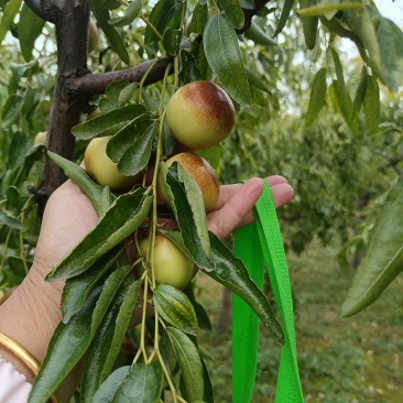黄骅聚管古贡冬枣