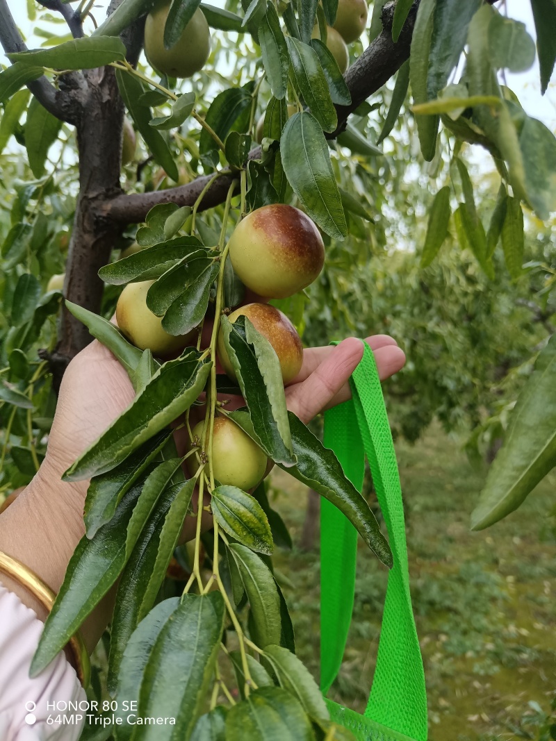 黄骅聚管古贡冬枣