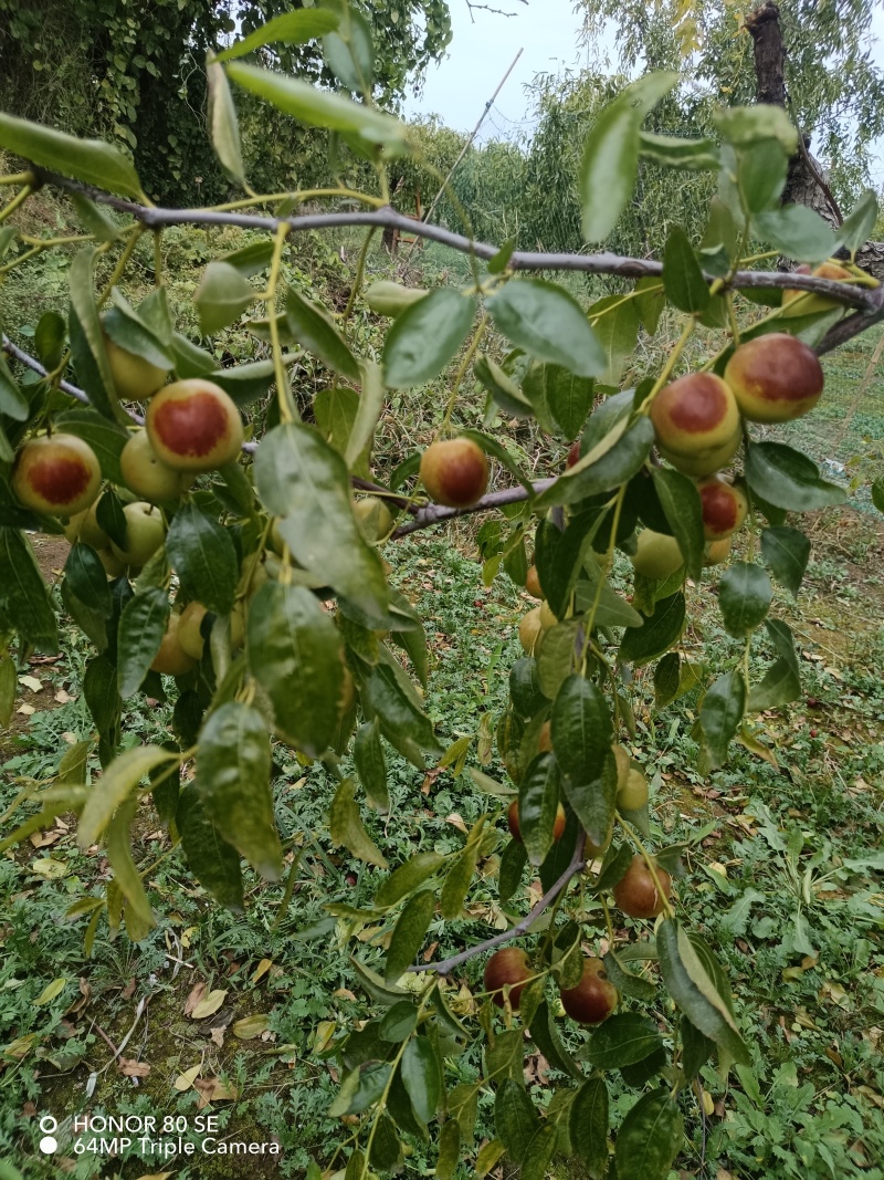 黄骅聚管古贡冬枣