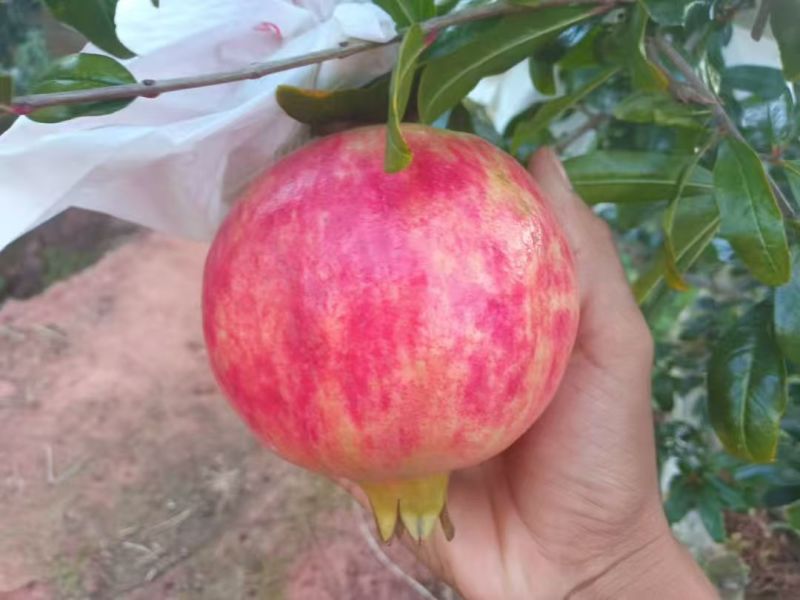 突尼斯石榴