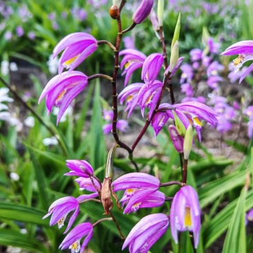 白芨