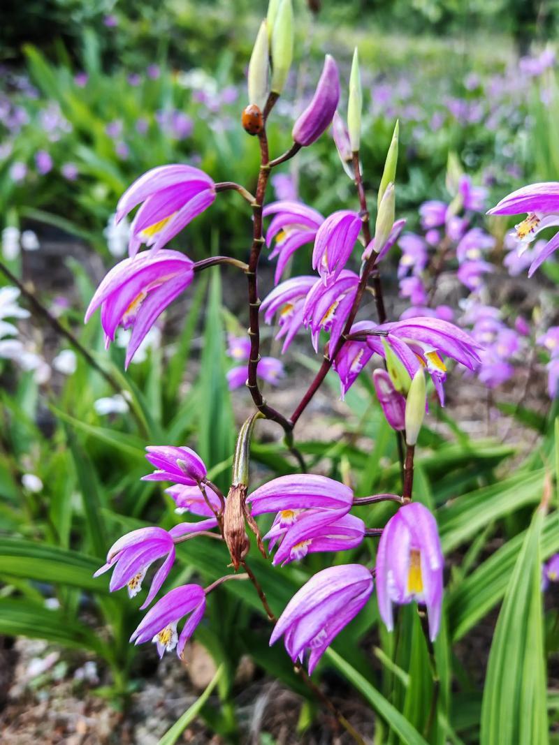 白芨
