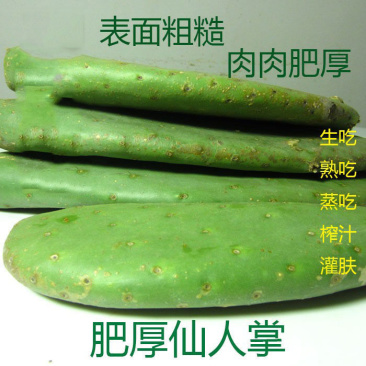 仙人掌