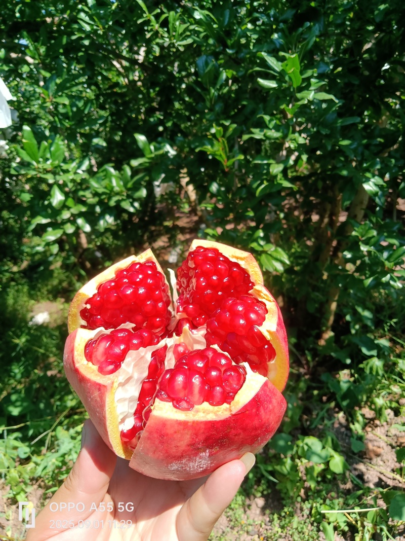 会泽盐水软籽石榴