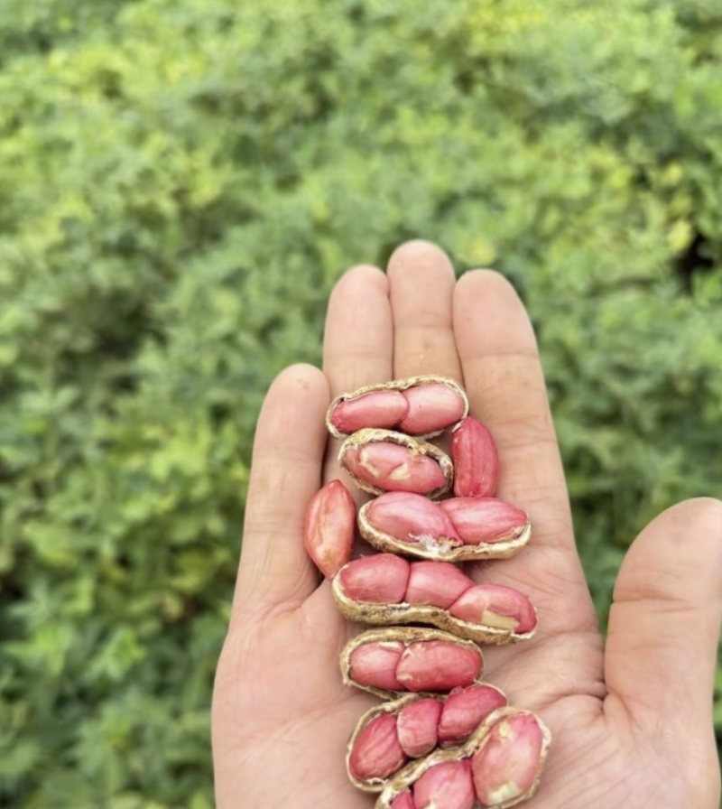 新鲜湿水果花生