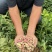 新鲜湿水果花生