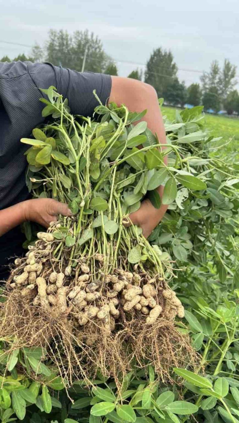 新鲜湿水果花生