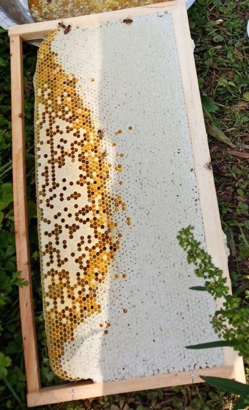 高山土蜂蜜