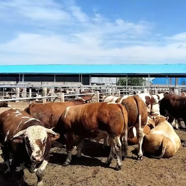 西门达尔肉牛750公斤