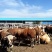 西门达尔肉牛750公斤