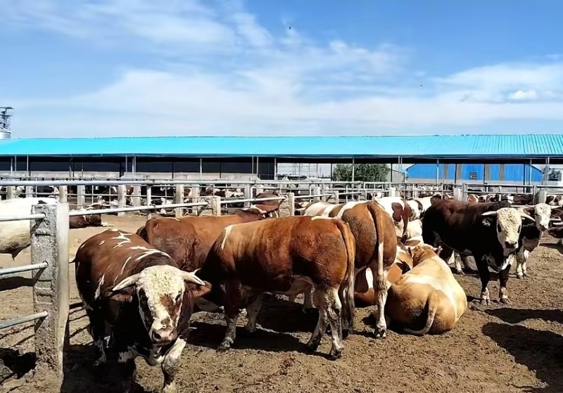 西门达尔肉牛750公斤