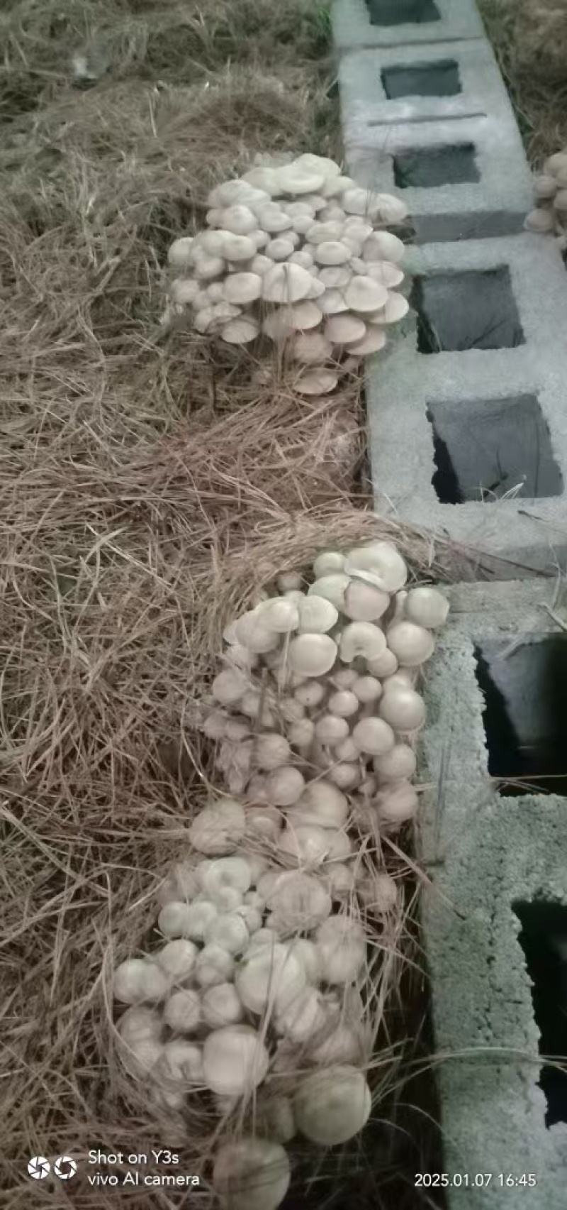 云南产大量美味食用菌批发销售：北风菌（一窝羊）、平菇、木