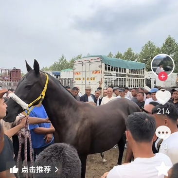 出售新疆伊犁马驹子，需要的老板私信我可代办
