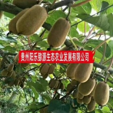 贵州修文贵长猕猴桃
