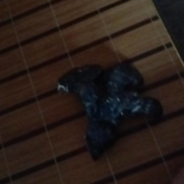 鹿茸菌、灵芝
