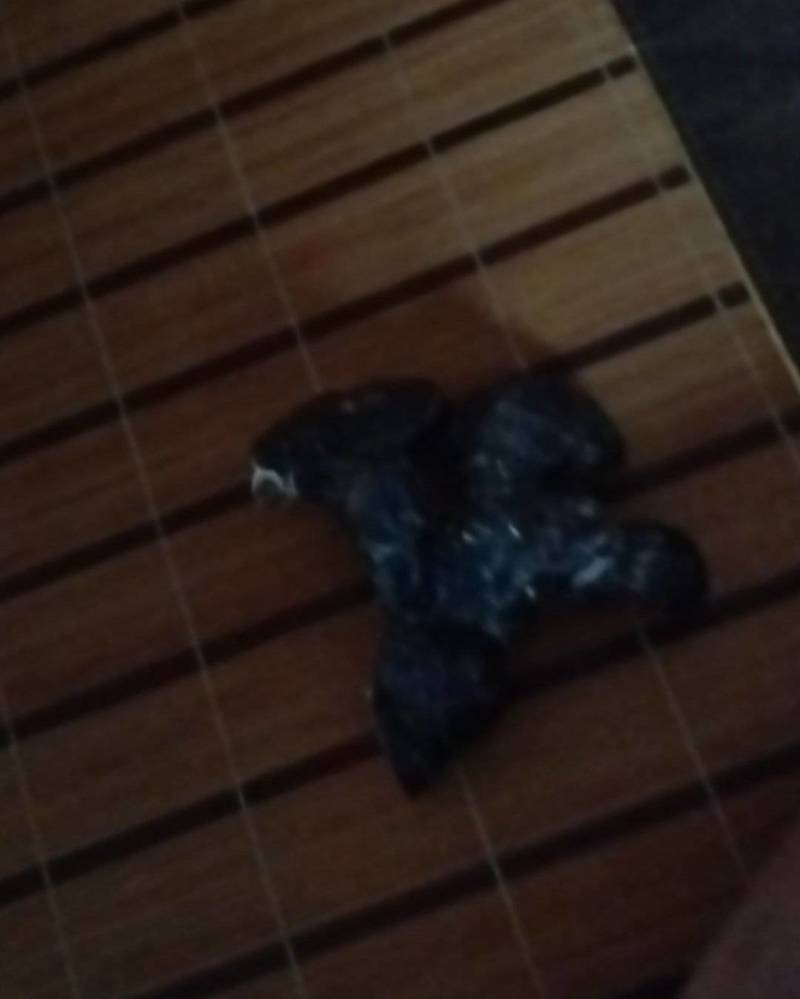 鹿茸菌、灵芝