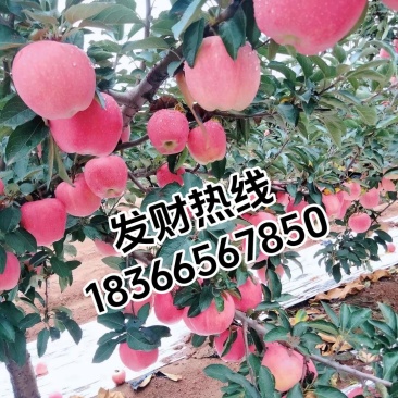 山东潍坊红星苹果