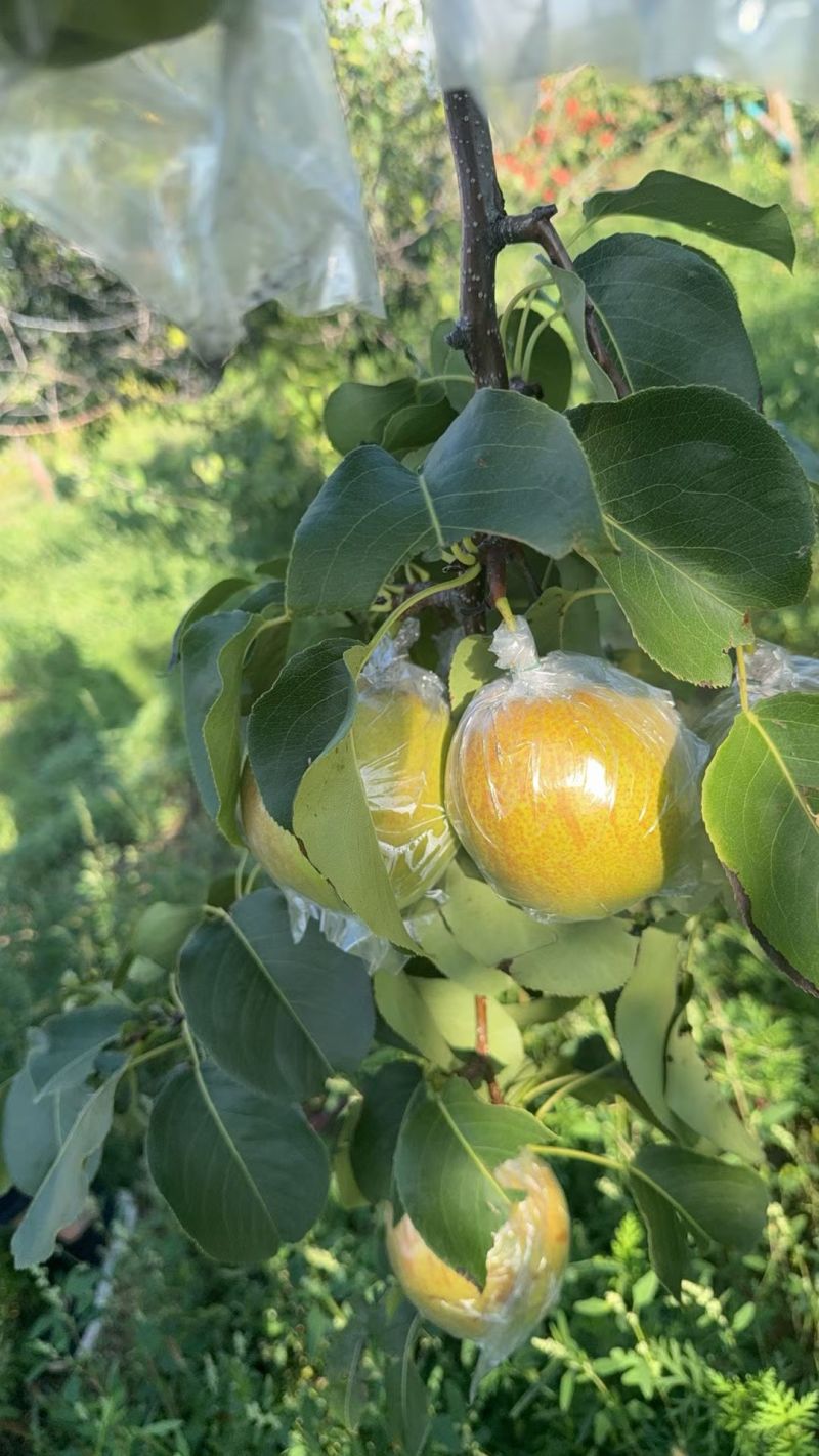 隰县玉露香梨