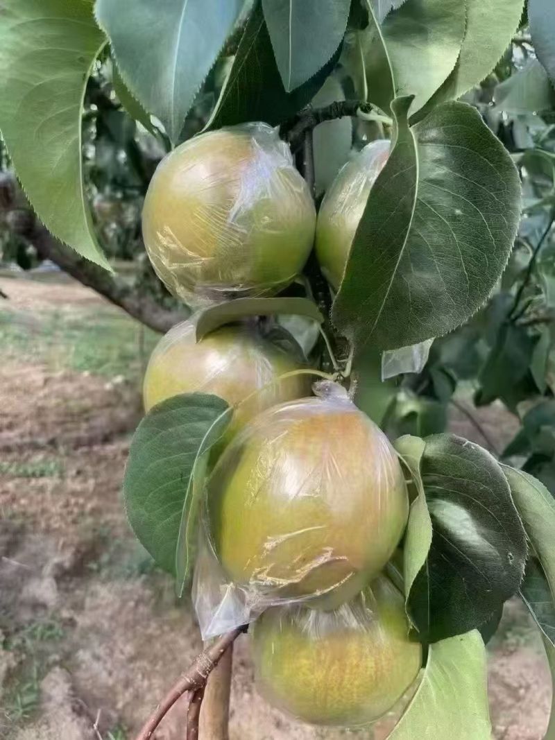隰县玉露香梨