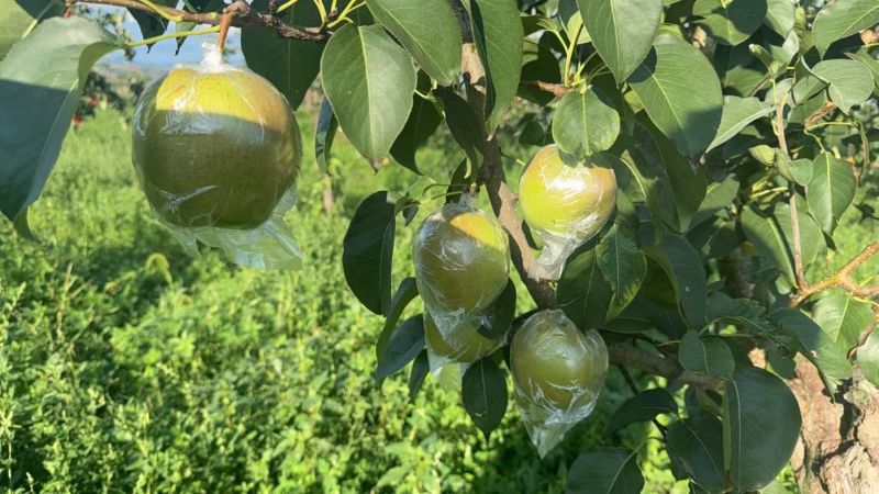 隰县玉露香梨