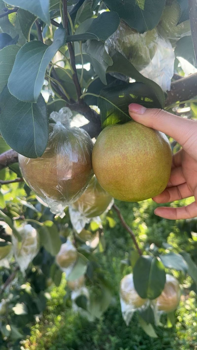 隰县玉露香梨
