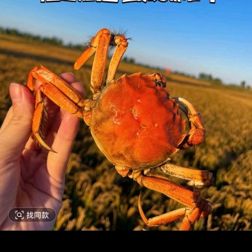 我想卖河蟹