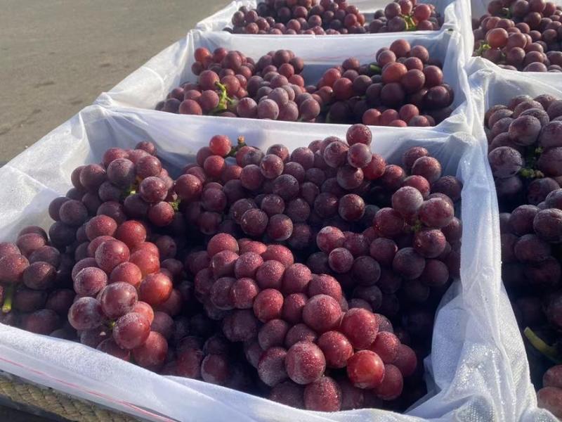软枝散串全红1.3元，整园统剪2左右，半红1.5