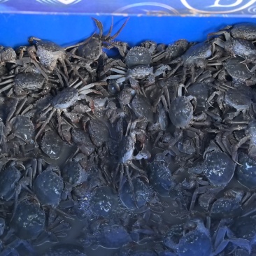 新鲜大河蟹